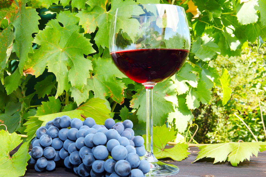 Pinot Noir: A noble vine to be discovered | Svinando | Blog