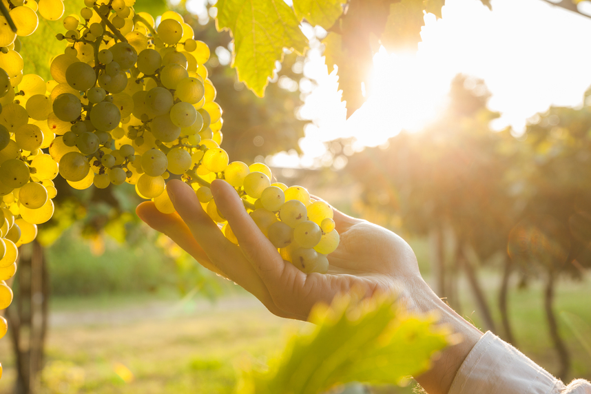 Discover the Trebbiano grape variety and its excellent wines | Svinando ...