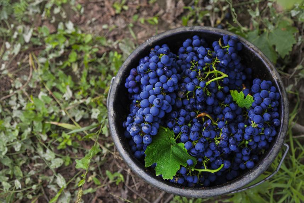 Cabernet Sauvignon grape variety