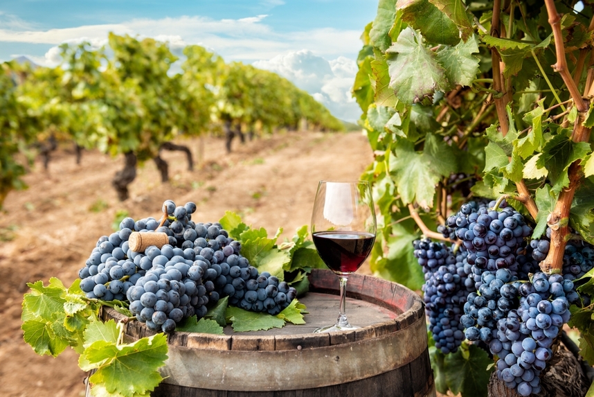 Red sardinian wine grapes