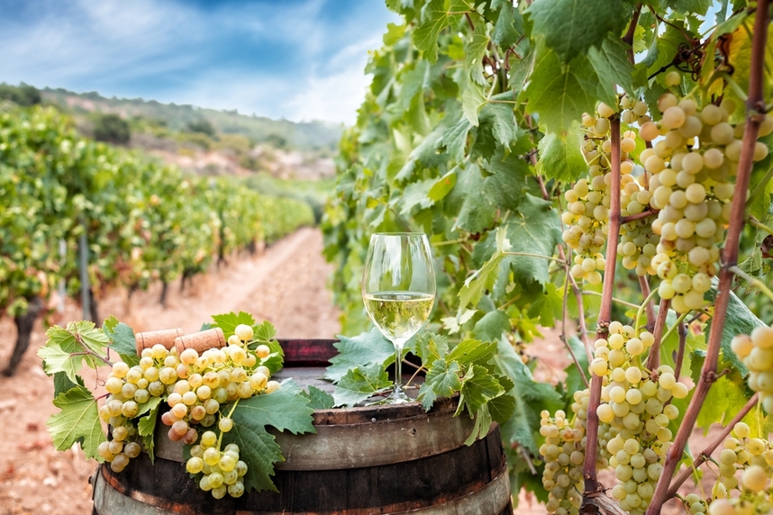 White sardinian wine grapes